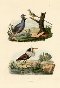 California Quail, 1833-39 af French School